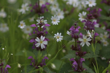Spring Flood On The Desna River. Mezynsky National Nature Park, Chernihiv Region, Ukraine