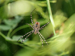 centro araña tigre tela araña  