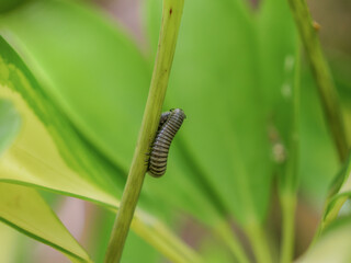  Chilopoda planta pegado insecto animal