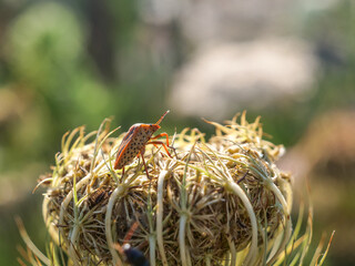 Chinche rojo de las coles insecto  