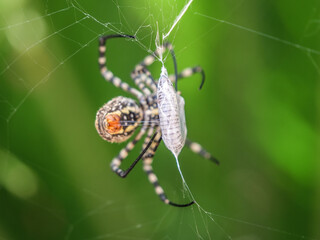 envolver cienpies araña tigre cria comer cazar oruga  