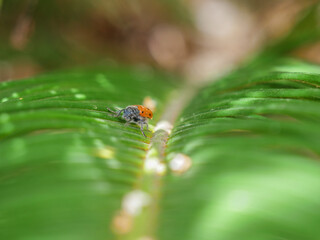 escarabajo meloideo brillante pelos hoja palmera pelo mylabris quadripunctata animal  