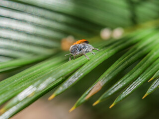 escarabajo meloideo brillante pelos pelo mylabris quadripunctata animal  