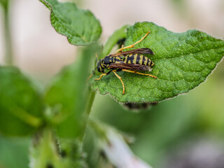 avispa hoja cenital animal   