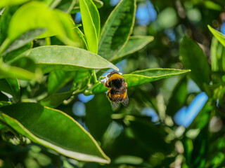 abejorro bombus planta limon insecto  