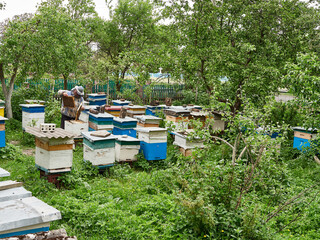 A man works with bees in an apiary between hives. The concept of making honey and bee products.