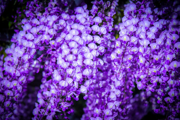 Fototapeta premium 藤の花のアップ ライトアップ
