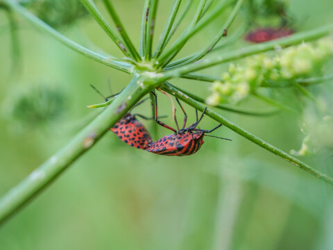 apareamiento aparear copular reproducir chinche de col arlequ&iacute;n insecto animal  