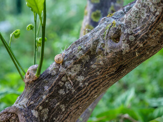 arbol planta caracol animal insecto  