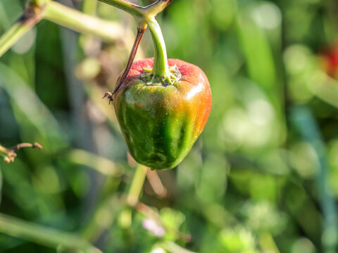 arriba focus pimiento proceso verde rojo planta verdura alimentacion  