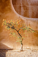 Fototapeta premium Firethorn tree