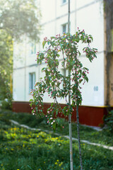 Sapling of weeping apple tree pendula in spring with buds