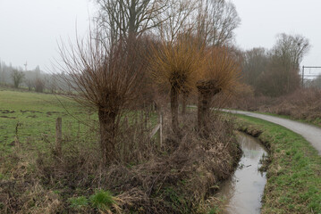 Nature landscape view over bare pollard willows, the small Molenbeek creek and a walking trail