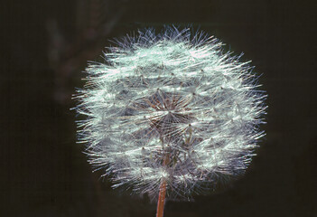 Dandelion