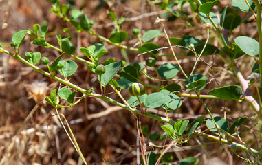 Capers on the with a natural brown background. Flowering, cape plant or Capparis spinosa. 