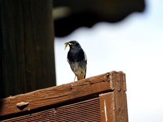 Black Redstart male with food for offspring in beak. (Phoenicurus ochruros) Turdidae family....