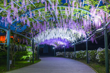 藤の花のトンネル　ライトアップ