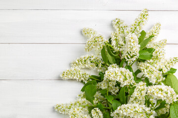 Bouquet of bird cherry on a light wooden background. Copy space