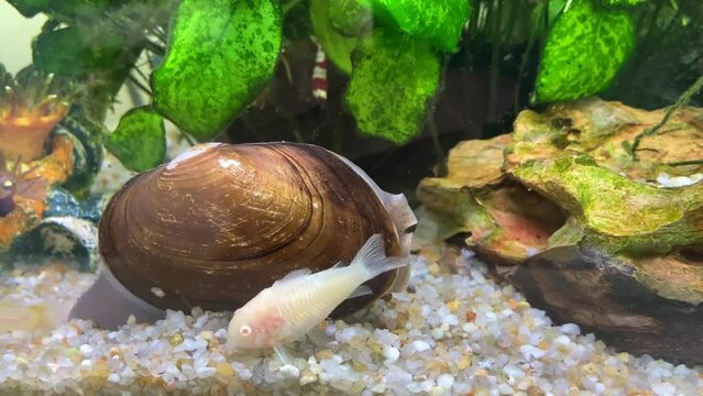 Freshwater mussel in the tropical fish tank with Red Crystal Shrimp and Cory catfish