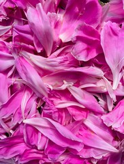 pink petals lying scattered on the floor