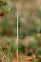 Eier einer Florfliege an Grashalm