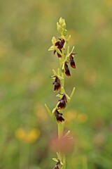 Fliegen-Ragwurz (Ophrys insectifera).