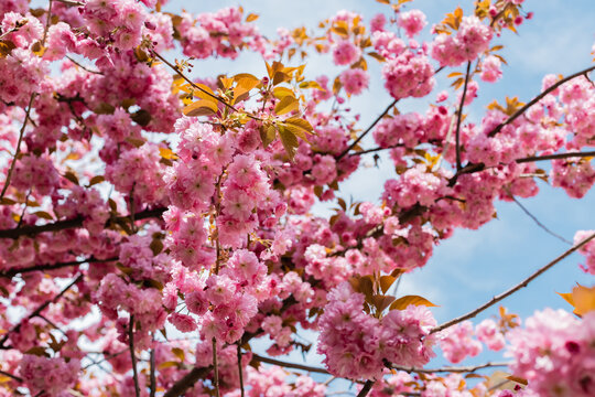 blooming pink flowers on twigs of cherry tree against sky.