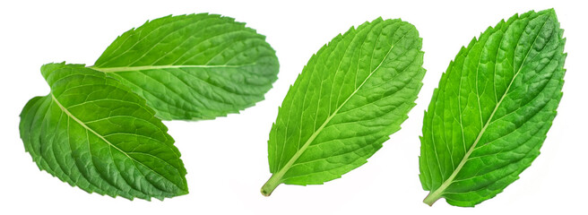Collection of fresh mint leaves, isolated on white background