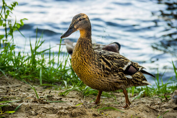 a wild duck (Anas platyrhynchos) on the river