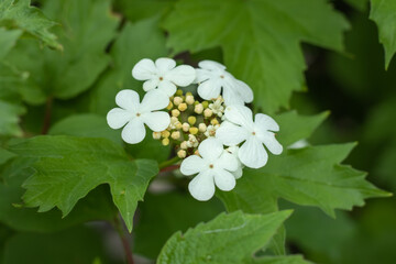 White viburnum flowers in close-up on a background of green leaves, early spring, floral background.