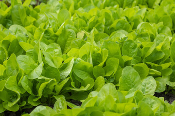 Dutch organic home garden full of lettuce, popular and healthy leafy green plant