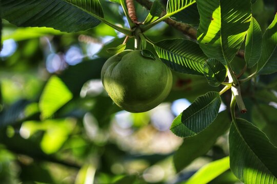 Photograph Of A Beautiful Elephant Apple Tree Of The Dilleniaceae Family.