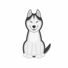 Black and white Siberian husky with blue eyes. Husky happy dog. Vector illustration in cartoon flat style. Isolated on white background.