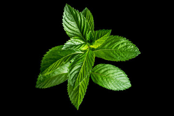 Fototapeta na wymiar Mint leaf closeup isolated on black background