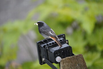 Black Redstart male with food for offspring in beak. (Phoenicurus ochruros) Turdidae family....