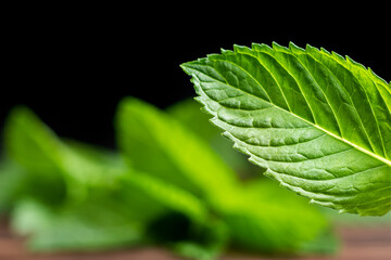 Mint leaf. Fresh mint on white background. Mint leaves isolated. Full depth of field.
