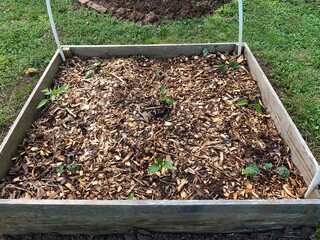 view of a newly planted spring season raised bed with nightshade plants and a layer of mulch...