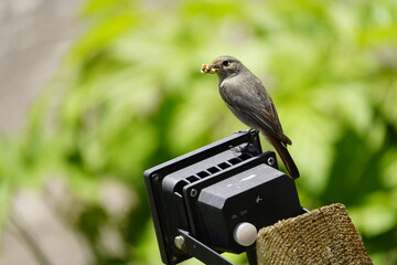 Black Redstart female with food for offspring in beak. (Phoenicurus ochruros) Turdidae family....