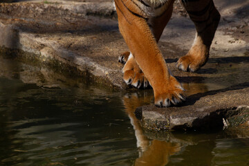 adult tiger paw and claw with reflection