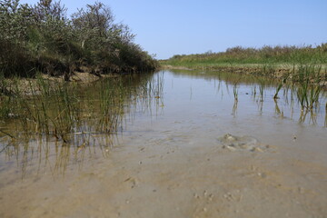 View on the kwelders on the north coast of Schiermonnikoog, one of the wadden islands in the Netherlands. The kwelders area is outside the dike and flooded with brackish water during high tide