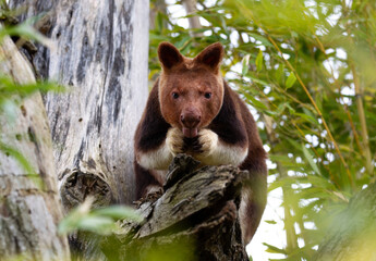Comical tree kangaroo  in eucalyptus with tongue out