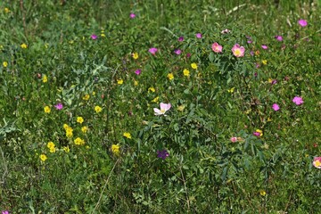 Kalkmagerrasen mit Wildrose, Blutrotem Storchschnabel und Sonnenröschen