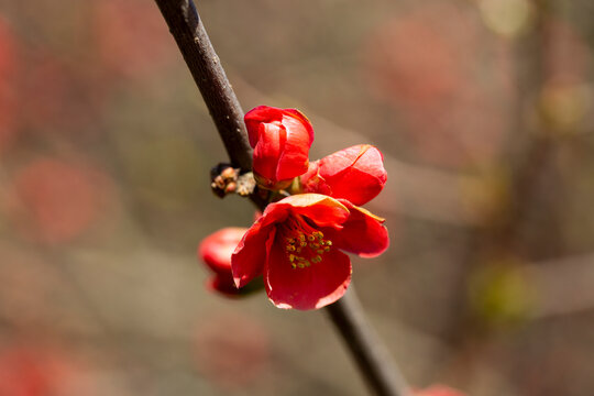 Flowering guince or chaenomeles japonica bush at the spring. Natural impressionism. red flowers on a branch on a blurry background, spring and summer background