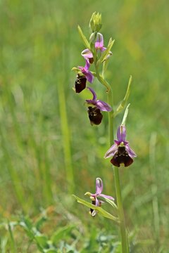 Hummel-Ragwurz (Ophrys holoserica)