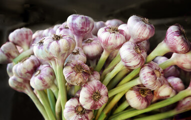 rischer Knoblauch