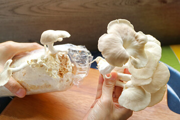 Harvesting Growth Indian Oyster Mushrooms from Spawn Bag