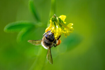 Abeille qui butine