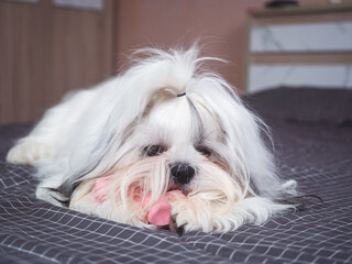 Happy furry Shih tzu dog on bed in bedroom