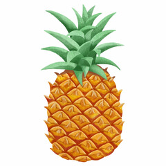 Hand drawn watercolor pineapple, exotic tropical fruit painting, vector illustration