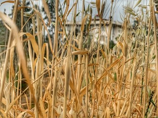 reeds in the water